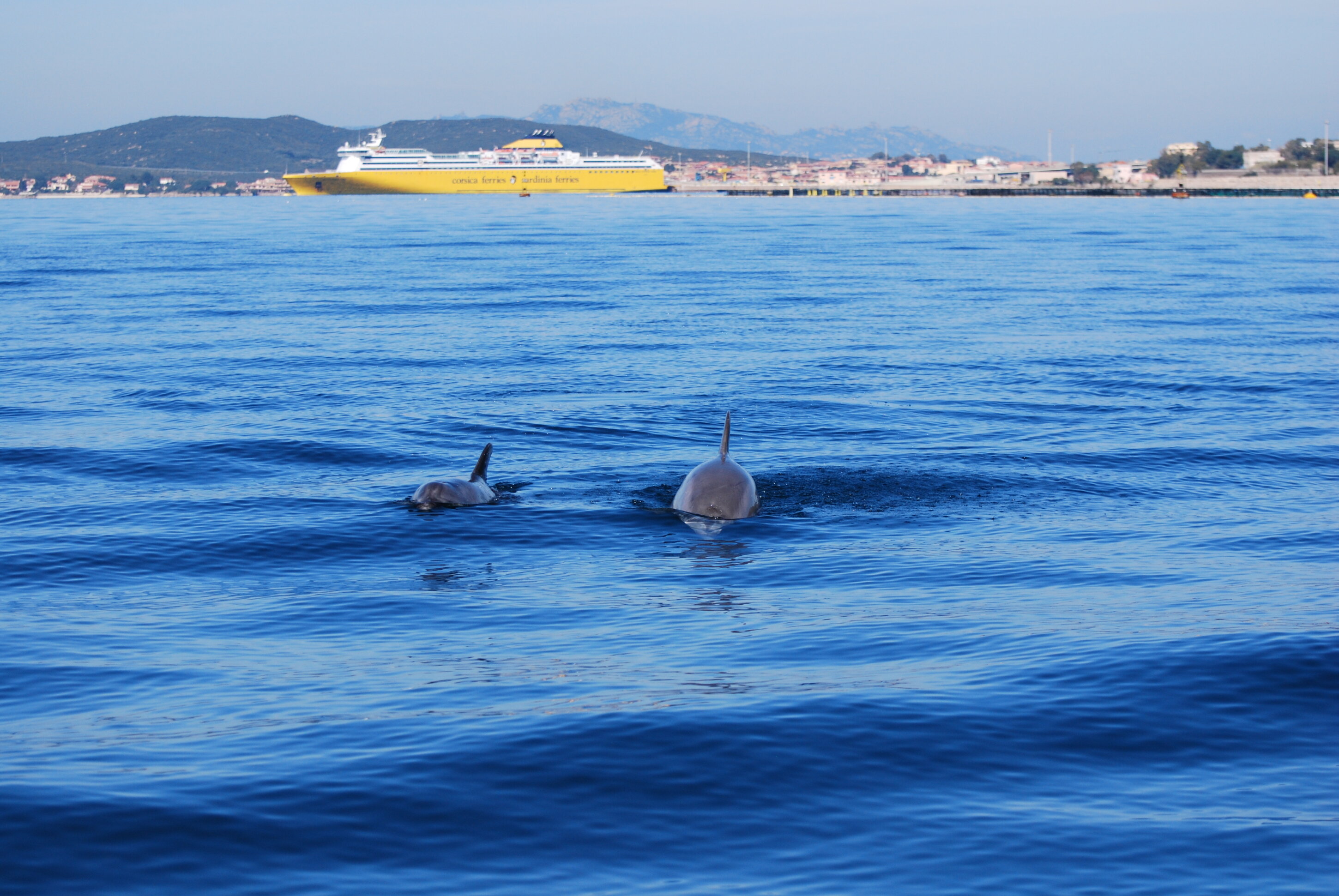 golfo-aranci_delfini.jpeg