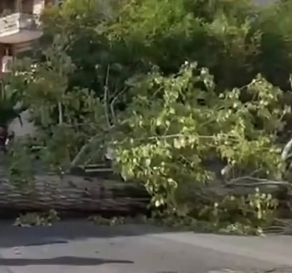 Paura a Cassino: albero crolla davanti a Ingegneria, due studenti feriti e trasportati in ospedale