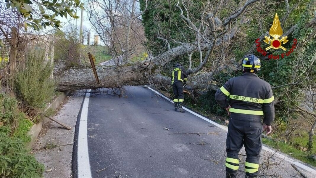 🌳 Paura a Baranello: grosso albero crolla su strada e abitazione in contrada San Nicola