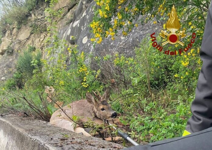 🦌 Agnone, capriolo scivola in un dirupo: salvato dai Vigili del Fuoco
