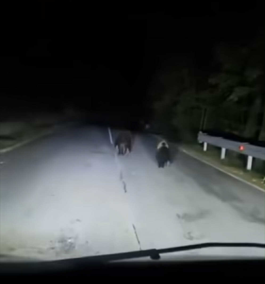 orsa-inseguimento.jpeg orsa-inseguimento.jpeg