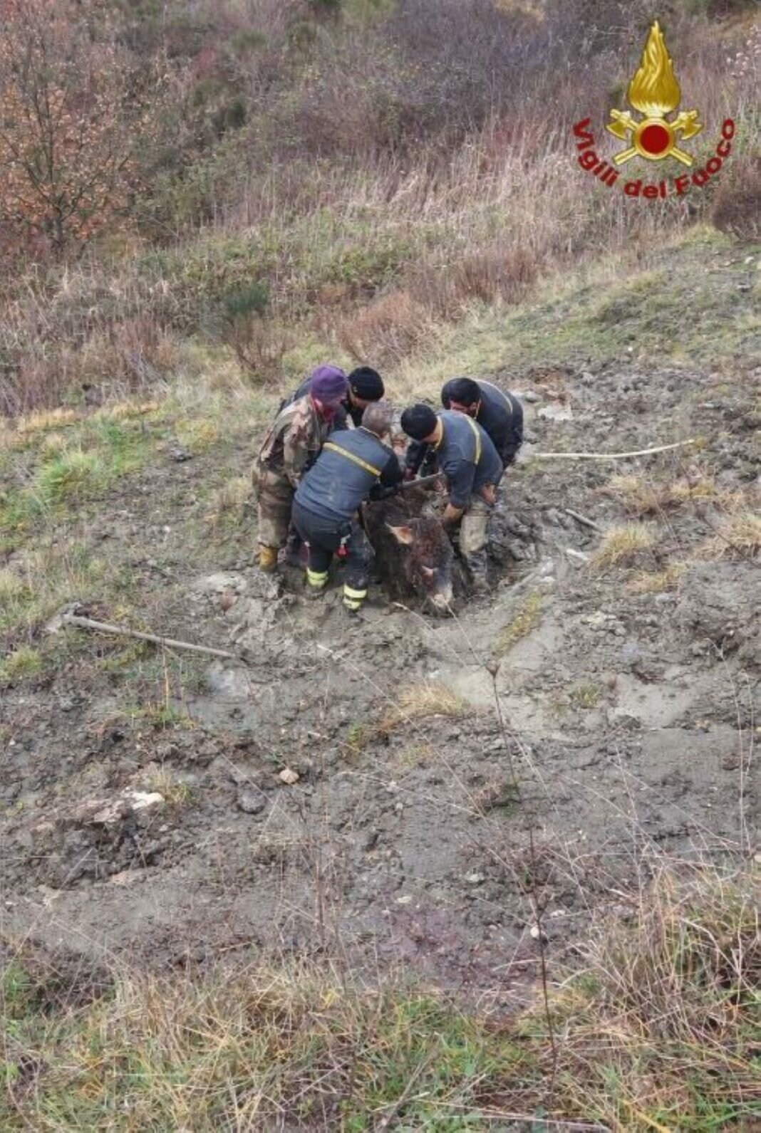 Missione fango a Cerro al Volturno: i Vigili del Fuoco salvano tre asini in trappola