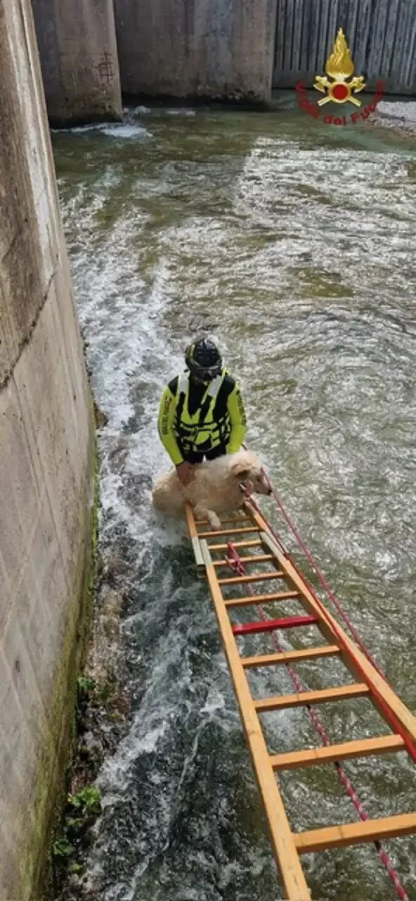 🐕 Salvataggio a lieto fine al Volturno: il pastore abruzzese Nebbia recuperato con il gommone da rafting