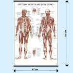 sistema-muscolare