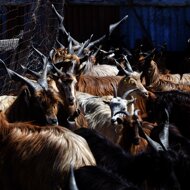 4.1%20i%20eÌghe%20campanaÌre.jpeg 4.1%20i%20eÌghe%20campanaÌre.jpeg