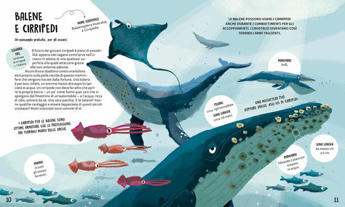 balene-cirripedi