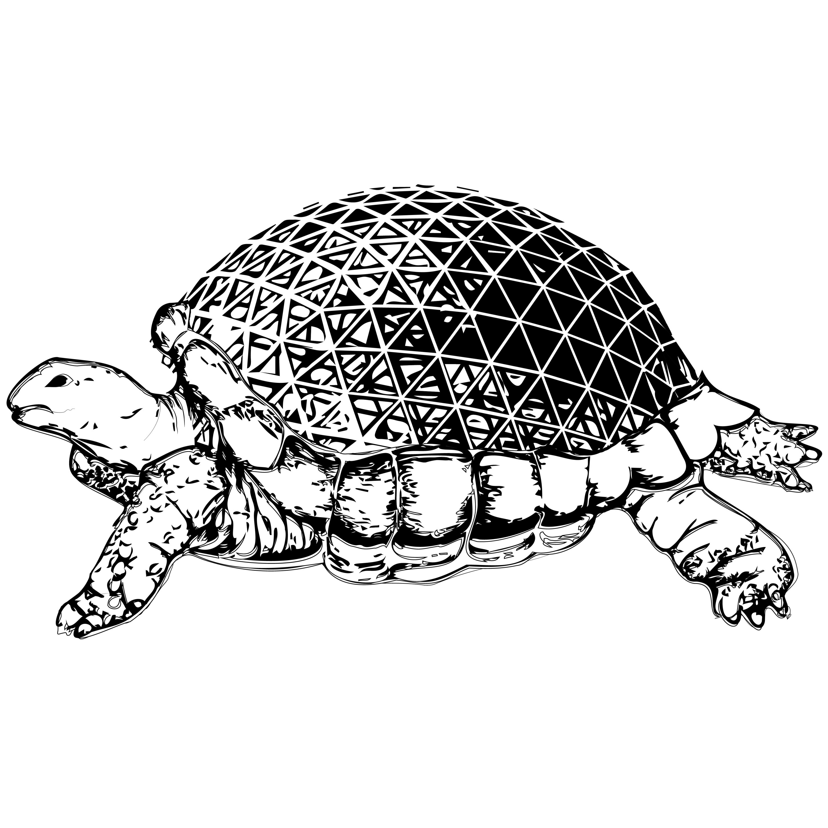 shelly-1024x1024_tavola-disegno-1.jpeg