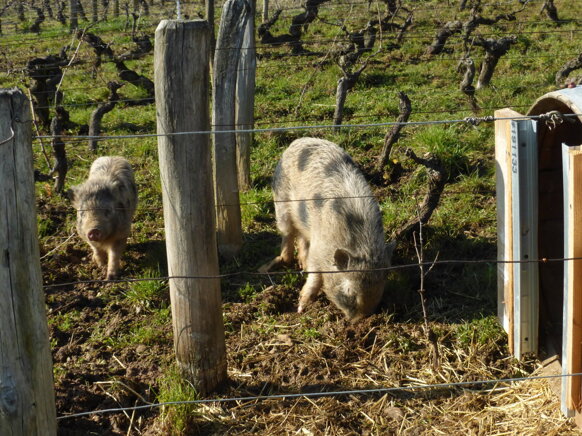 les-deux-cochons.jpeg