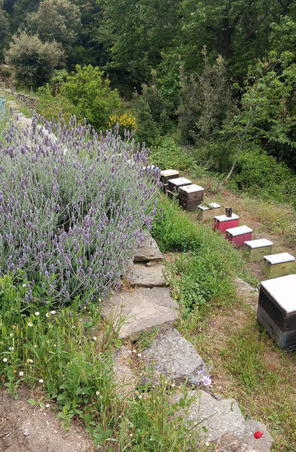 antivaro_wild-lavender_02.jpeg antivaro_wild-lavender_02.jpeg