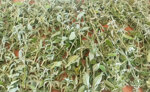 wild-dry-sage-from-icaria-25g