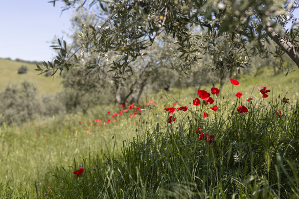 extra virgin olive oil, pasta, spread, chutney, jam, confiture, organic, Italy