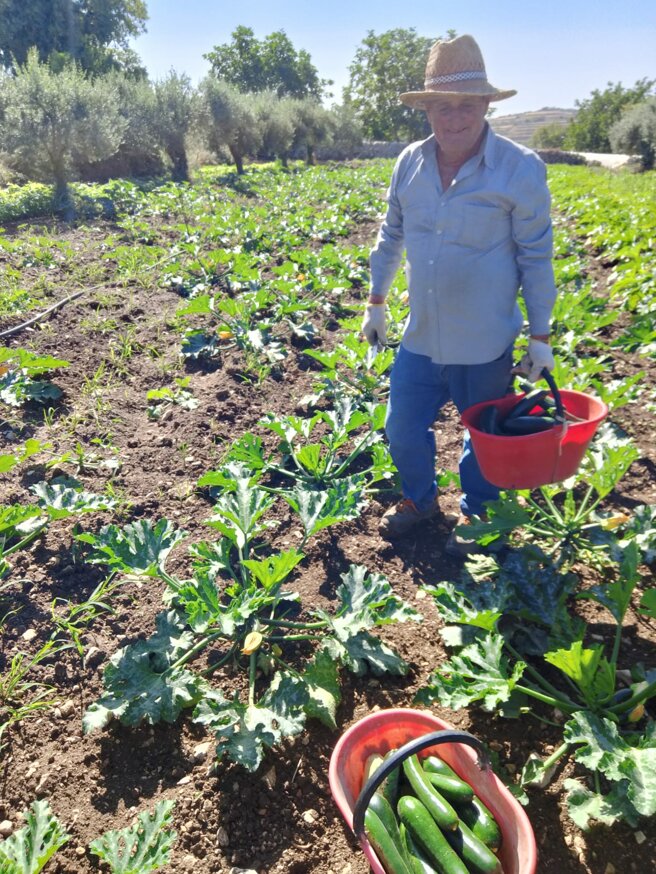 Micro-organism vegetables