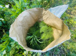 pesto-of-wild-fennel-190g