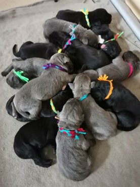 cuccioli z.jpeg cuccioli z.jpeg