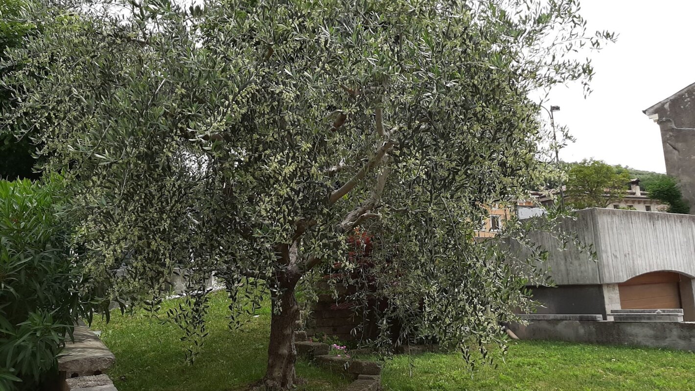 Immagine olivo Contri.Flli Cazzano di Tramigna