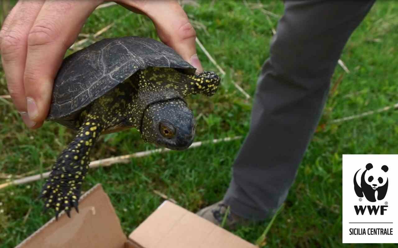 Liberata una testuggine nel lago di Serradifalco