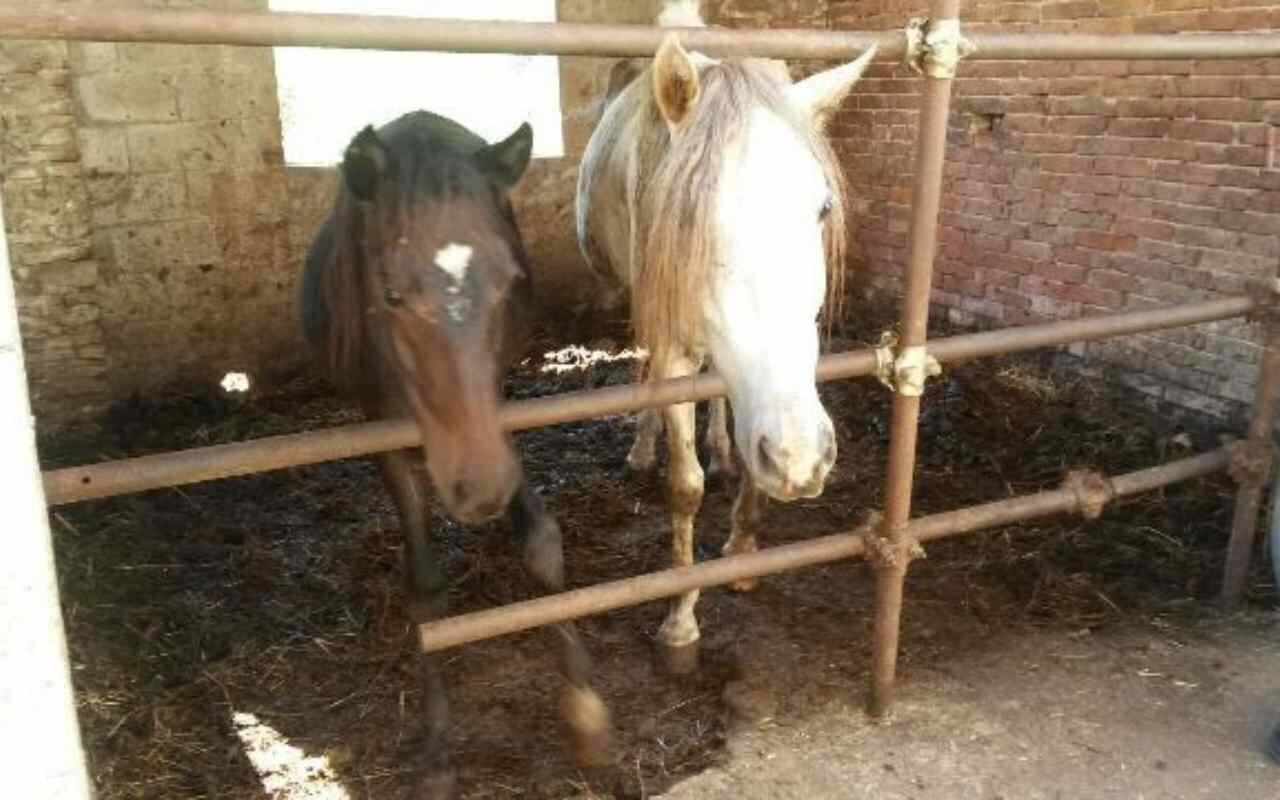 Stop alla macellazione dei cavalli anche in Italia?