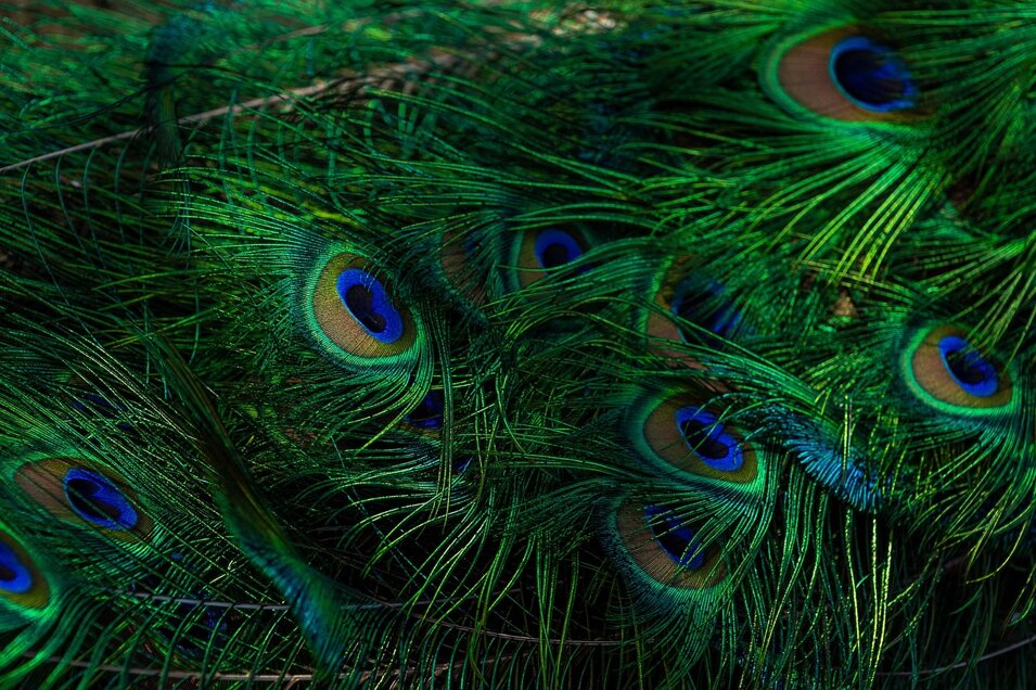 peacock-4137844_1280.jpeg