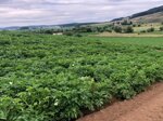 consulenza-in-campo-o-commerciale
