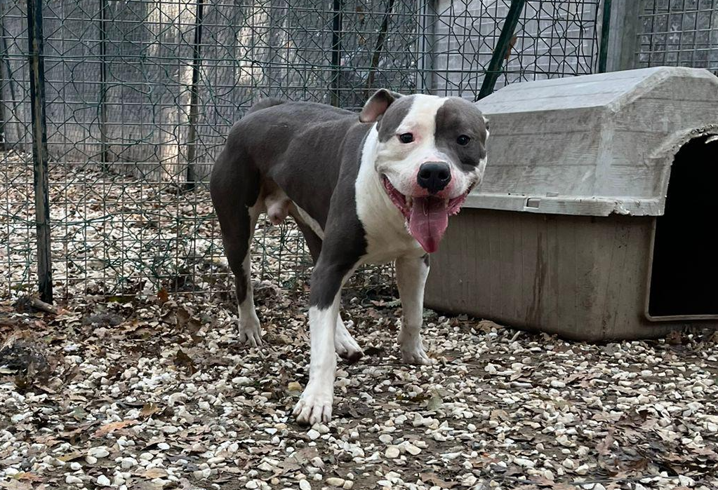 Billy cerca famiglia