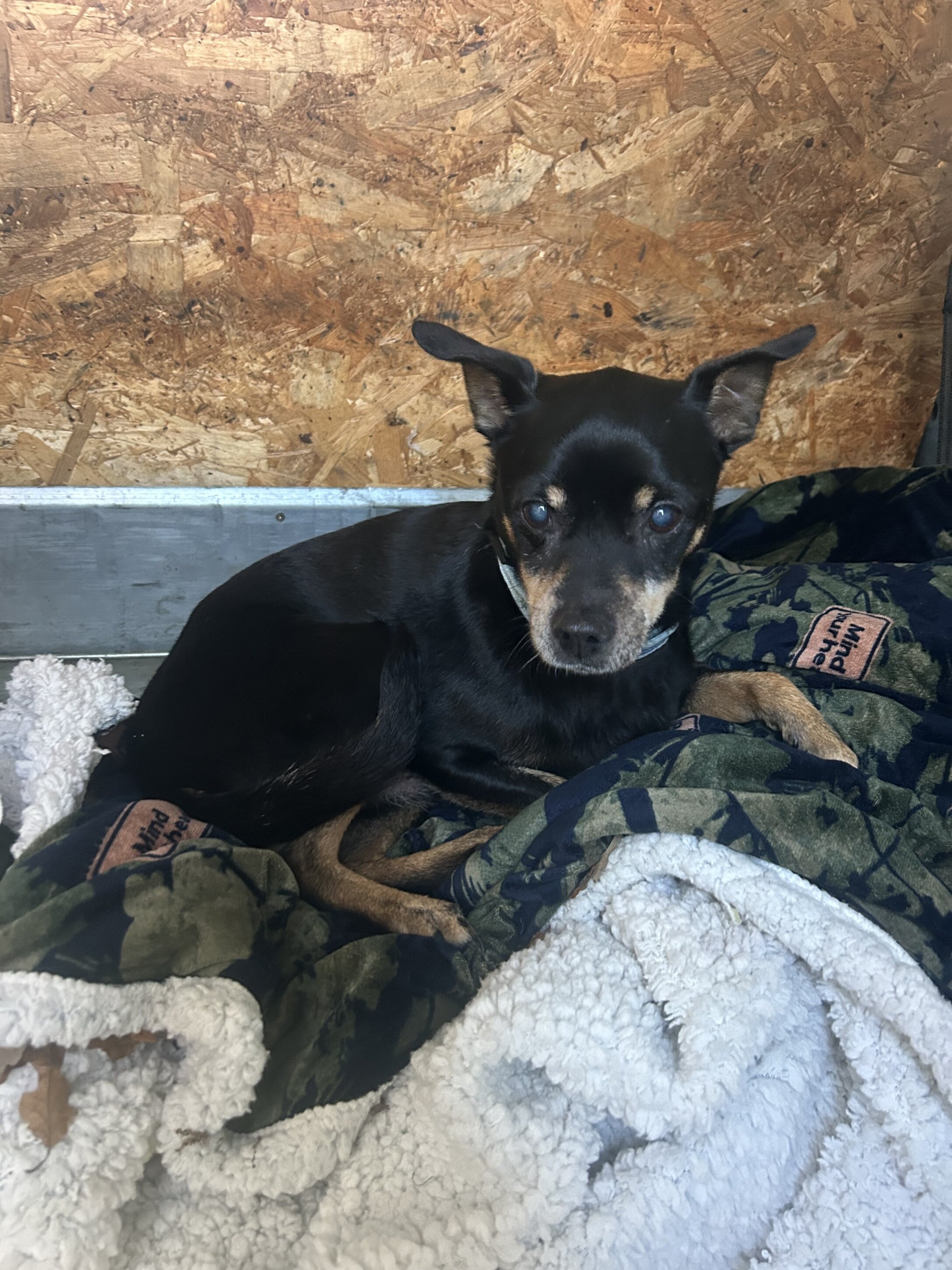 Trovato un cane in via Provinciale Pisana