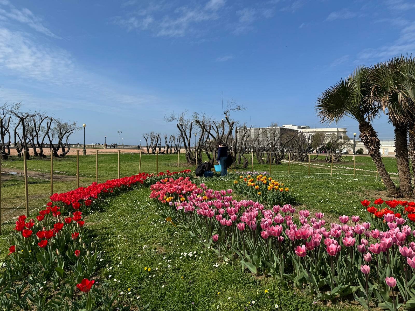 Seconda edizione di Wanderandpick: 50mila tulipani da cogliere alla Terrazza Mascagni