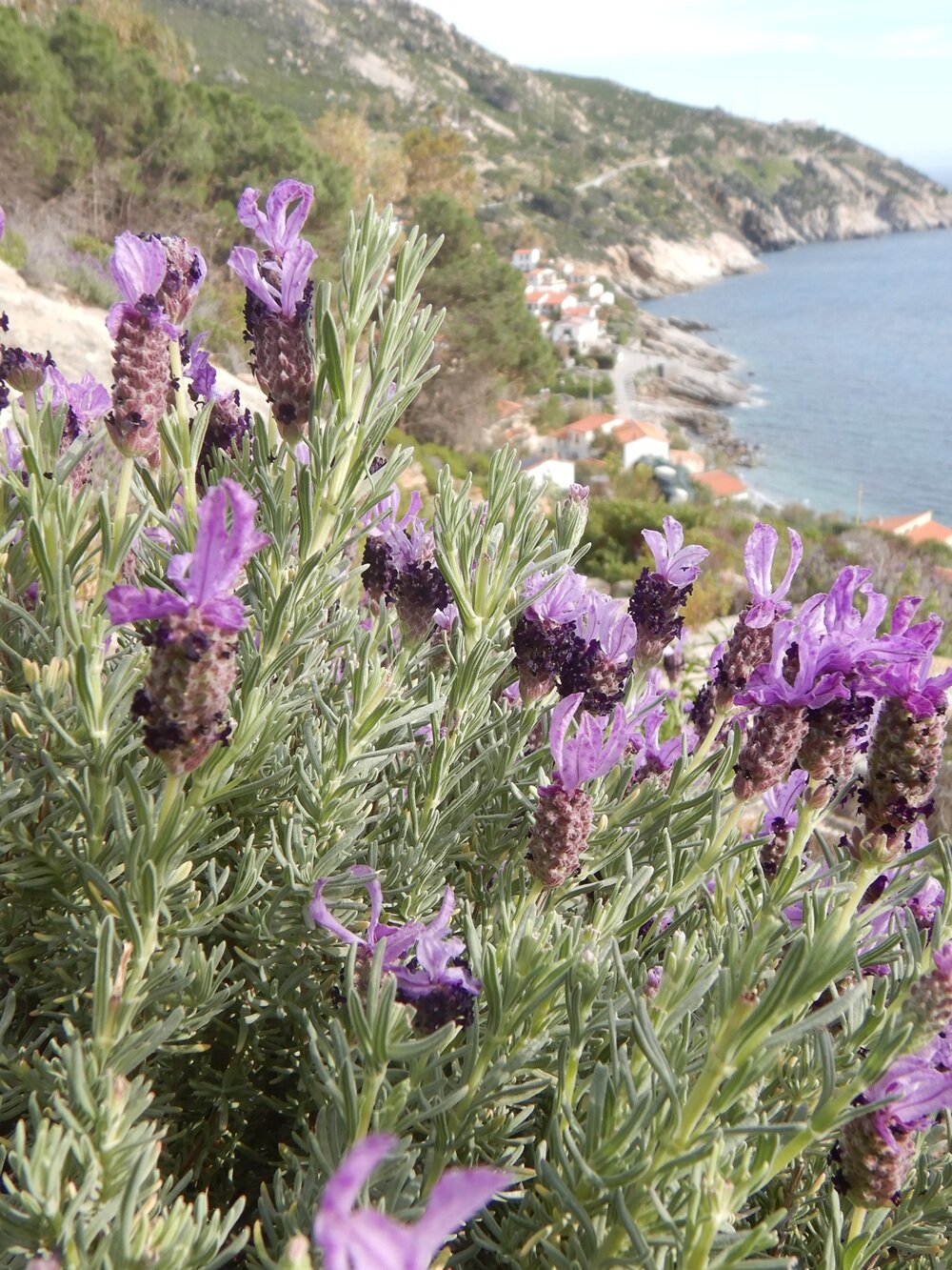 via-della-lavanda-foto-marchese-(25).jpeg