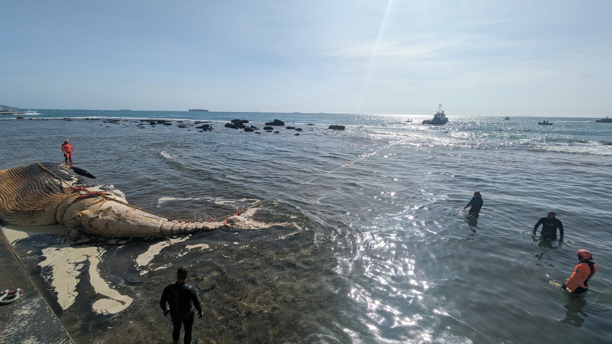 17 settembre: aggiornamento ore 16.00 sulla balena spiaggiata a Livorno