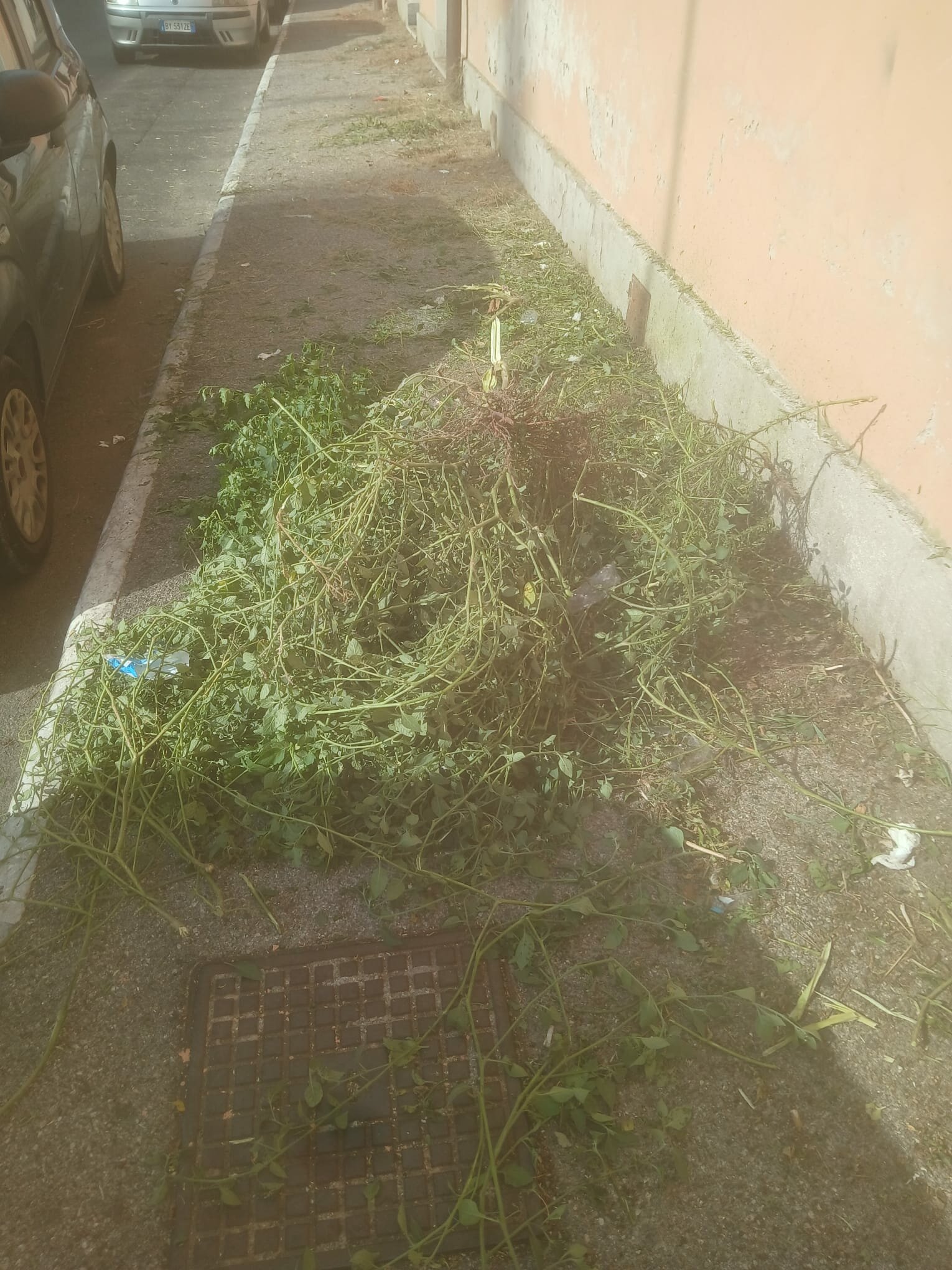 Interventi di diserbo: l'elenco delle strade interessate dalle operazioni di pulizia dalle piante infestanti Interventi di diserbo: l'elenco delle strade interessate dalle operazioni di pulizia dalle piante infestanti