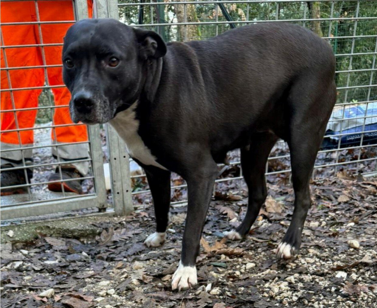 Trovato ieri a Rosignano un cane vagante, si cerca il proprietario
