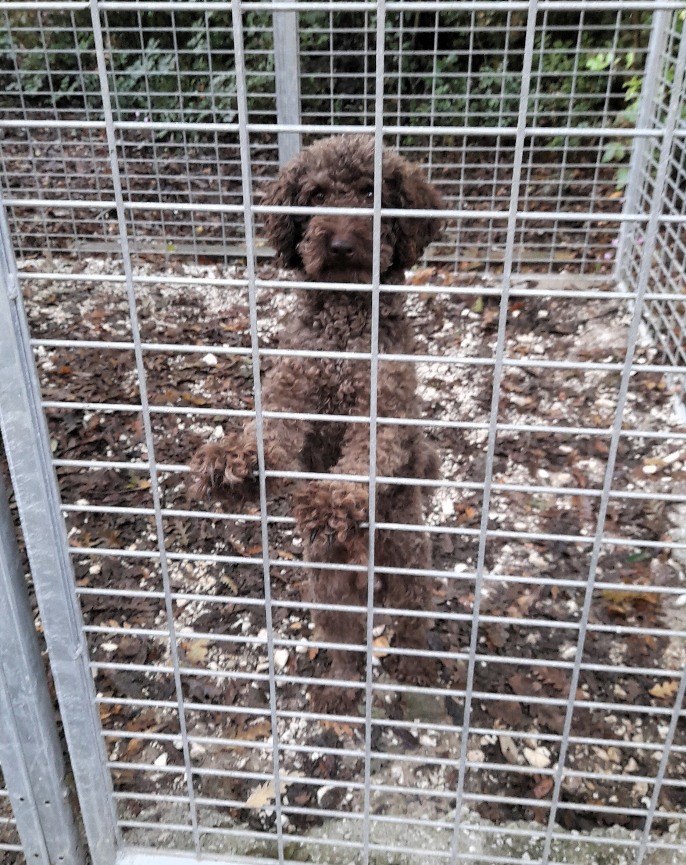 Trovato un cane barboncino in via Giotto