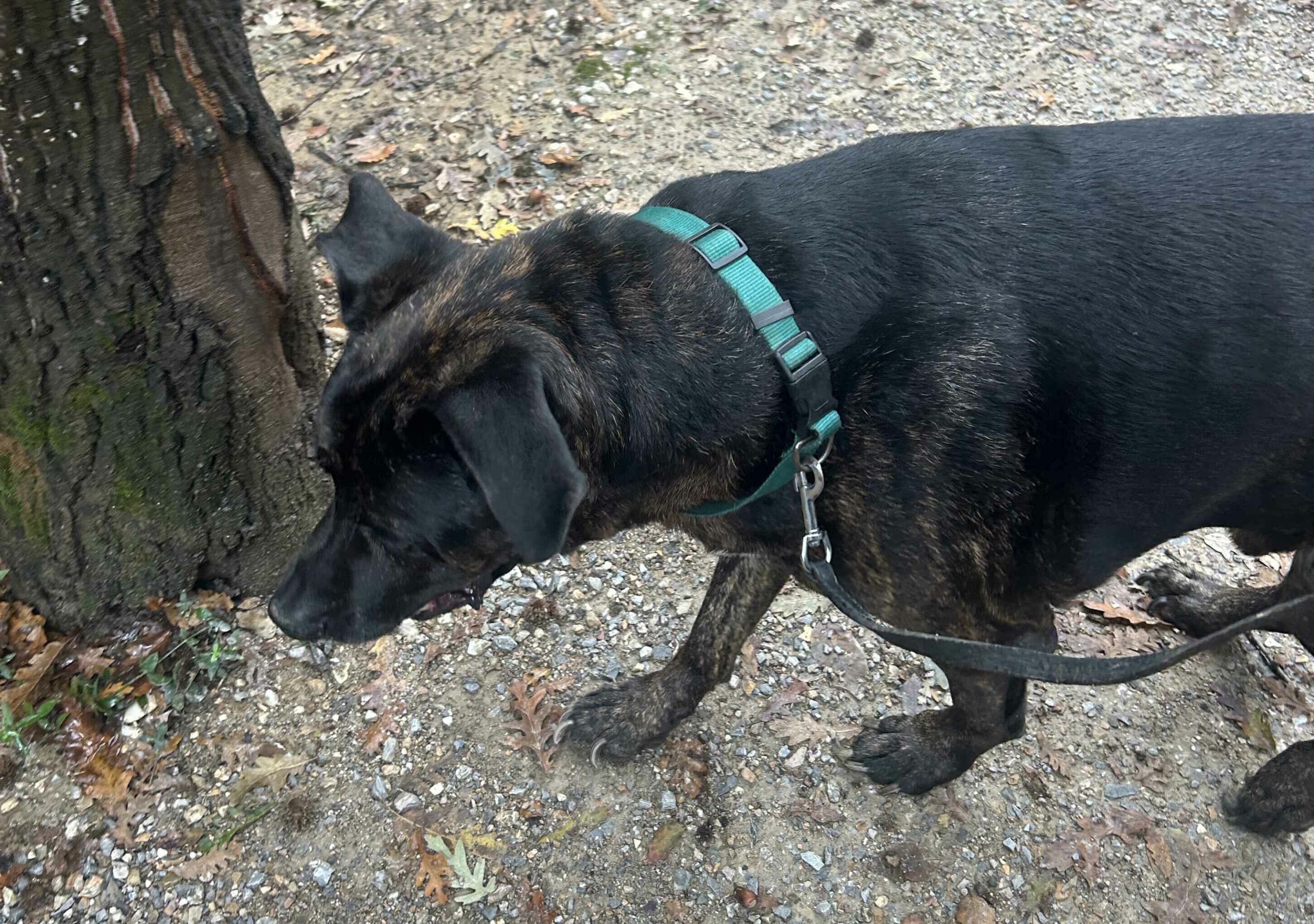 Si cerca il proprietario di un cane trovato a Cecina