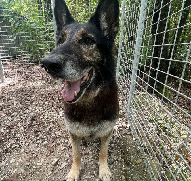 Lisa, la lupa che cerca casa