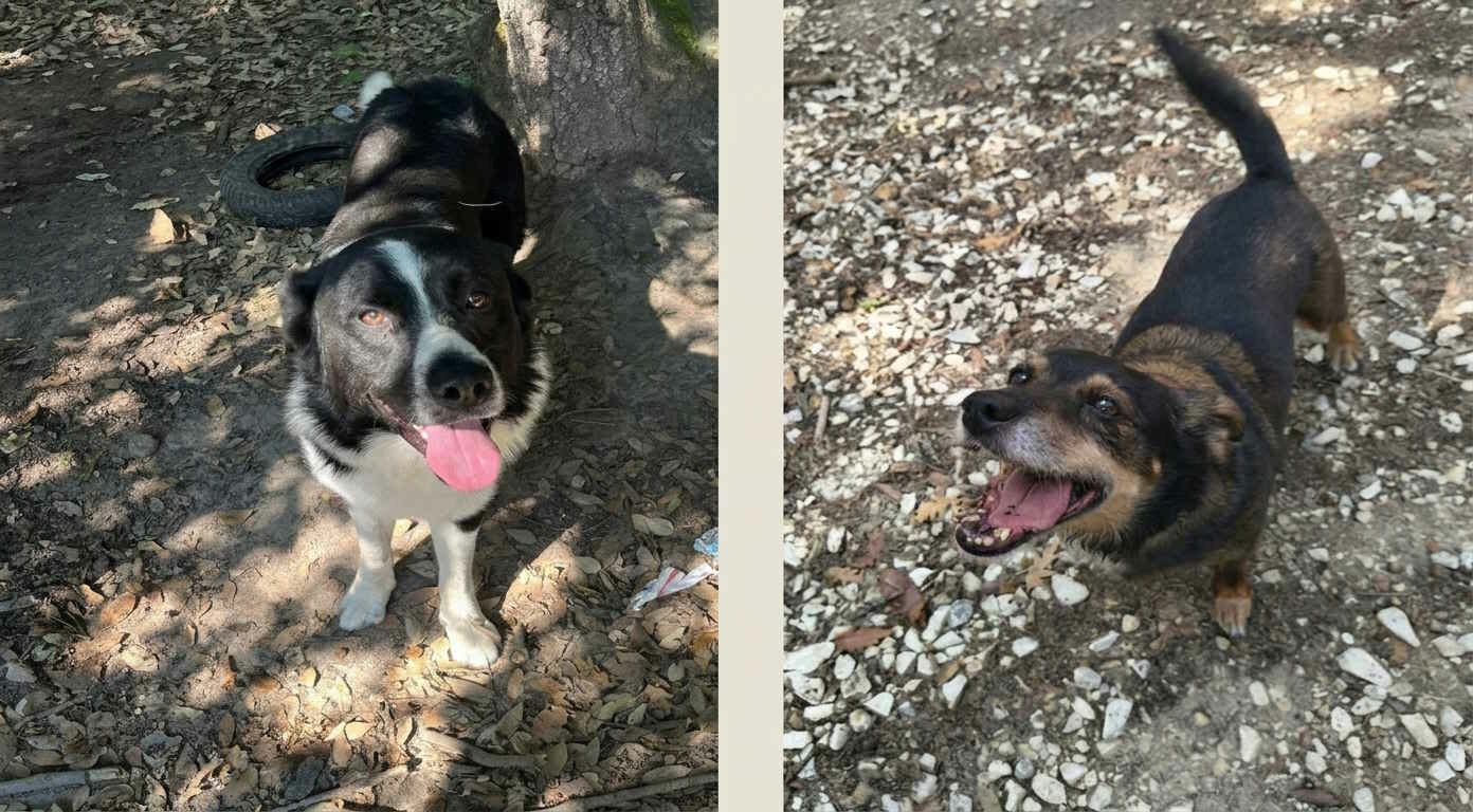 Luna e Coraggio cercano famiglia