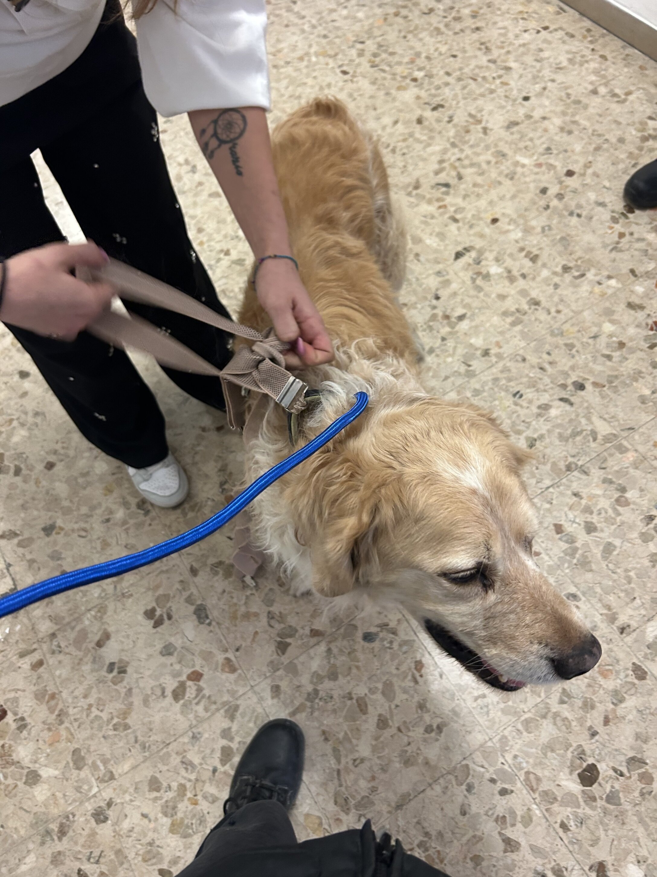 Si cerca il proprietario di un Golden retriever trovato in via Grande