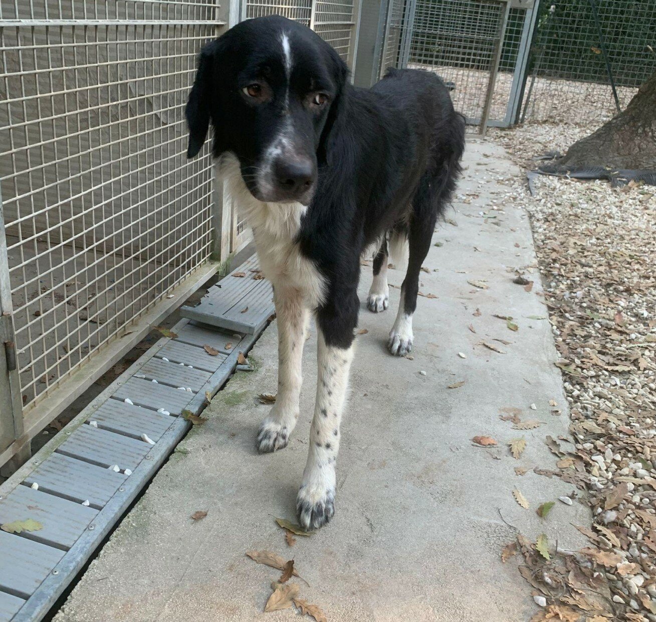 Trovato al Gabbro un cane senza microchip, si cerca il proprietario