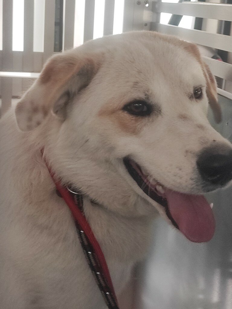 Trovato un meticcio maremmano senza microchip in via delle Sorgenti