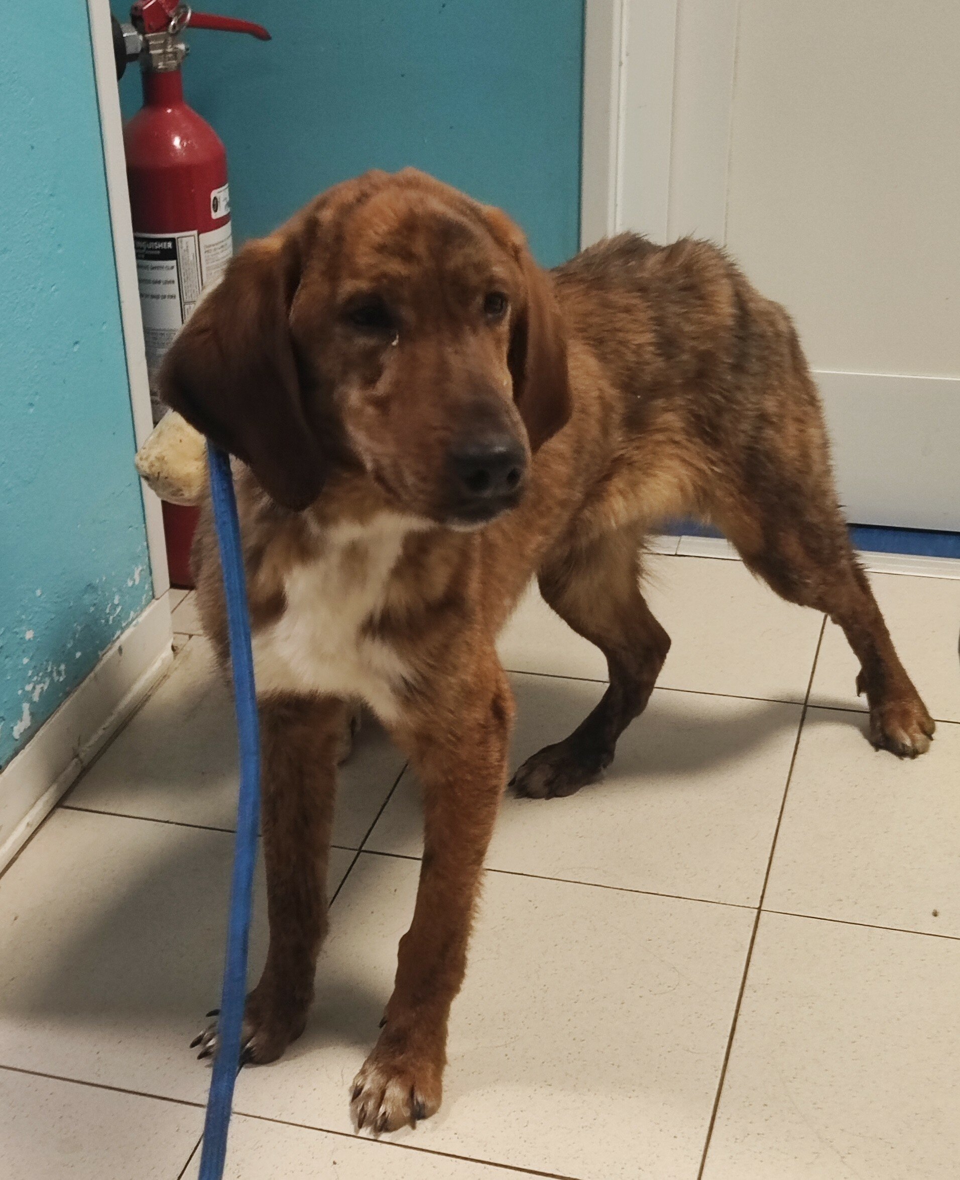 Trovati due cani vaganti in via di Salviano e a Riparbella Trovati due cani vaganti in via di Salviano e a Riparbella