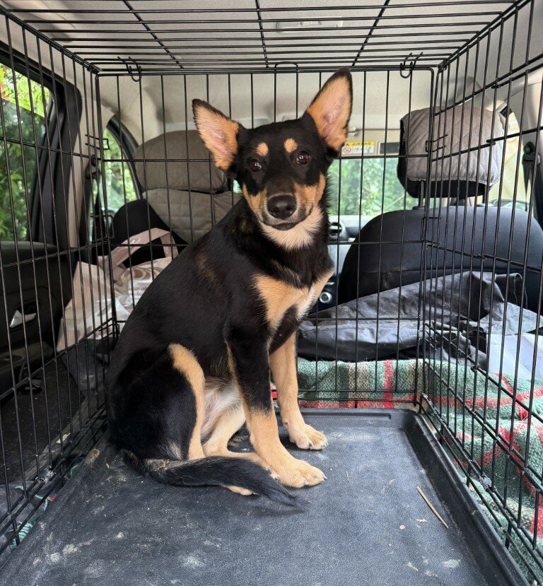 Sole e Stella, in canile da maggio 2025, cercano casa