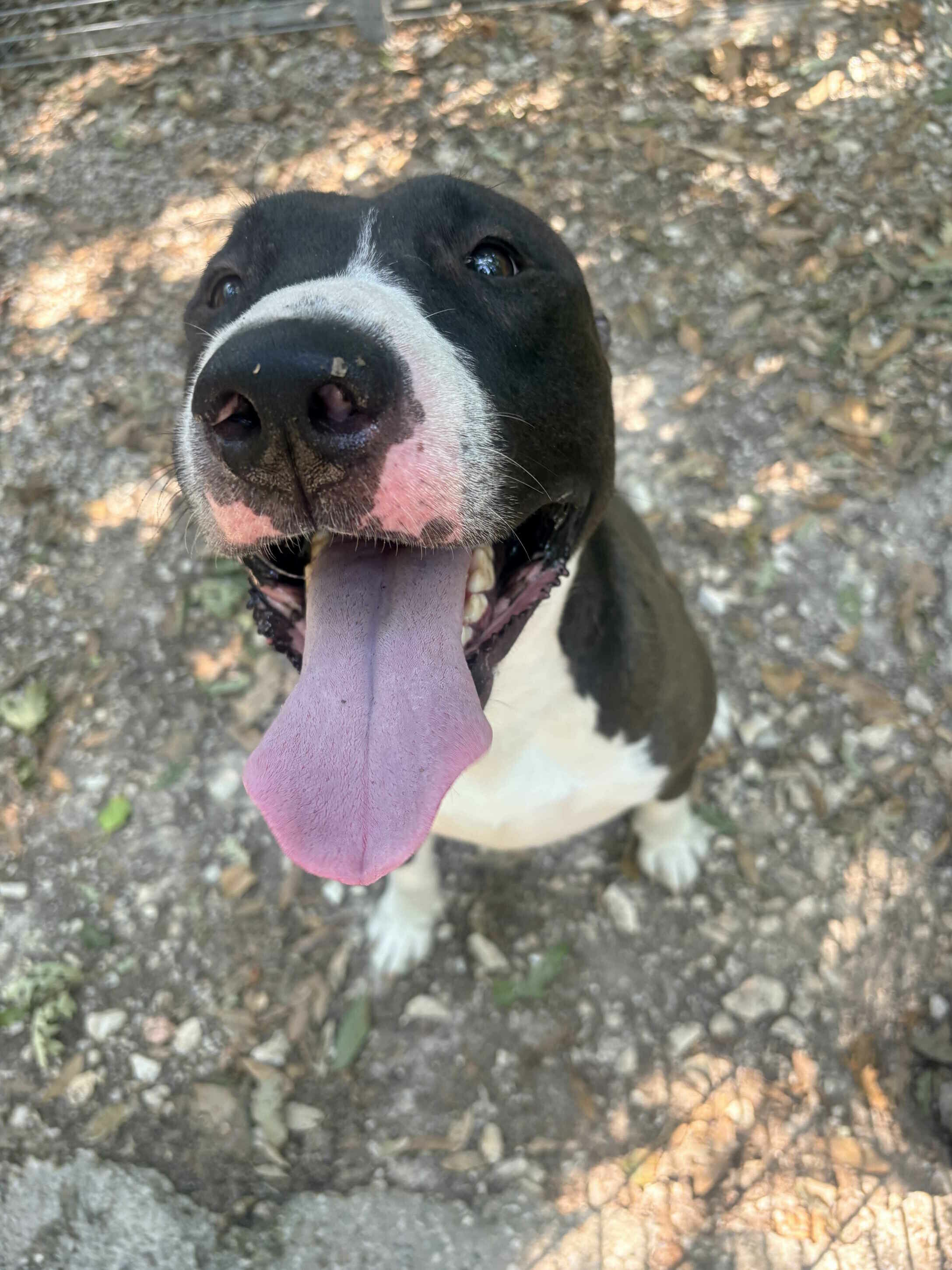 Si cerca il proprietario di un cane trovato in via Cattaneo sabato 4 luglio