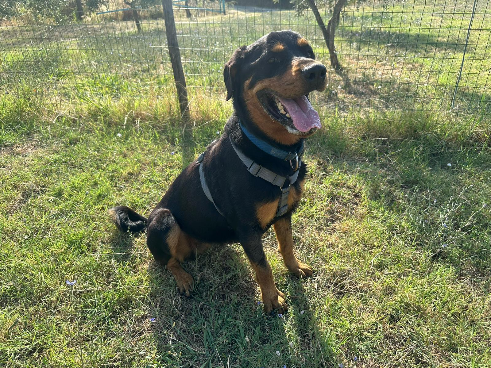 Maya, rottweiler di 3 anni, cerca famiglia