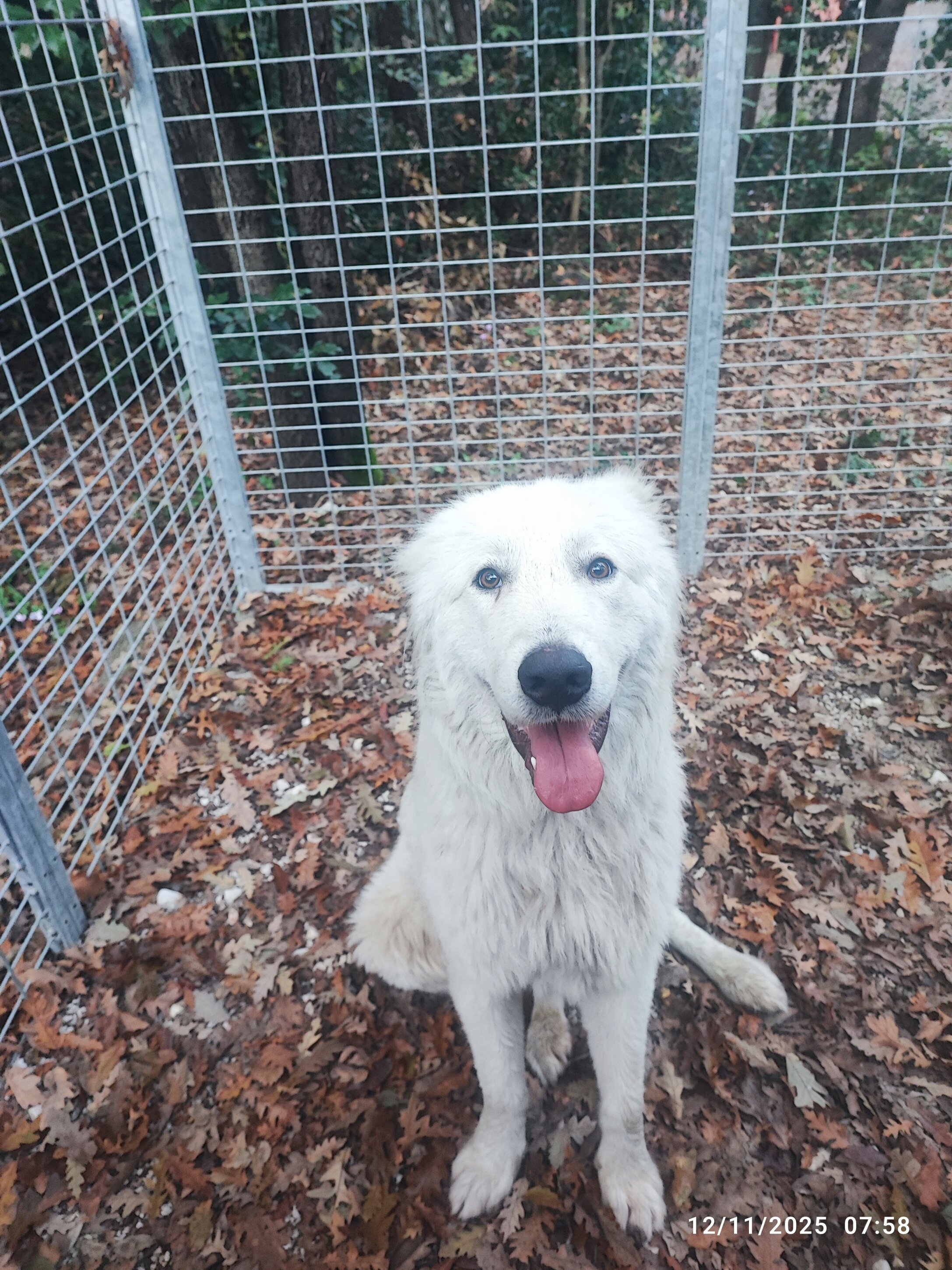 Trovato cane vagante senza microchip