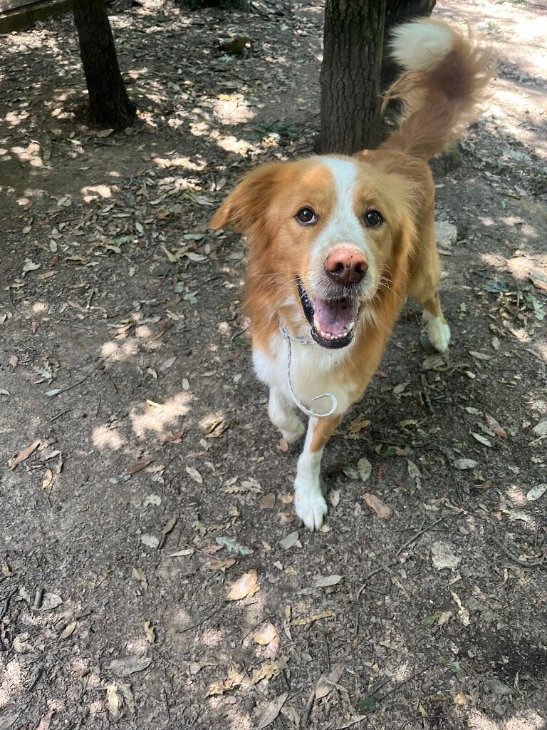 Gordy cerca famiglia