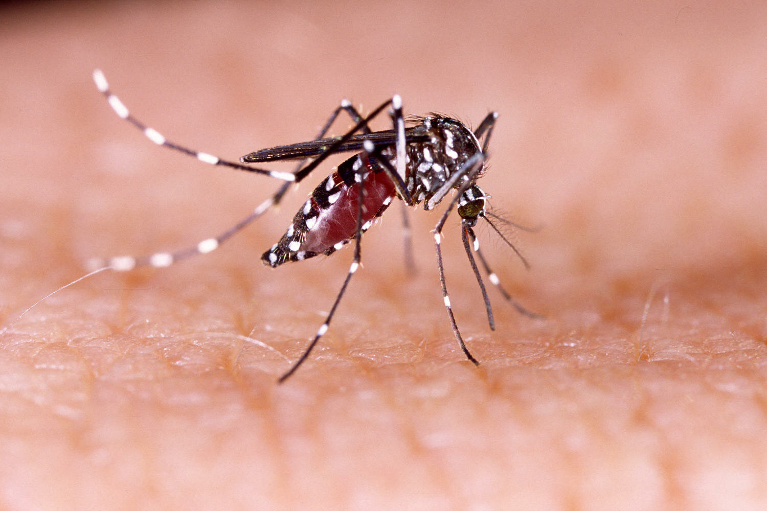 Un caso di Dengue a Livorno, il via alla disinfestazione