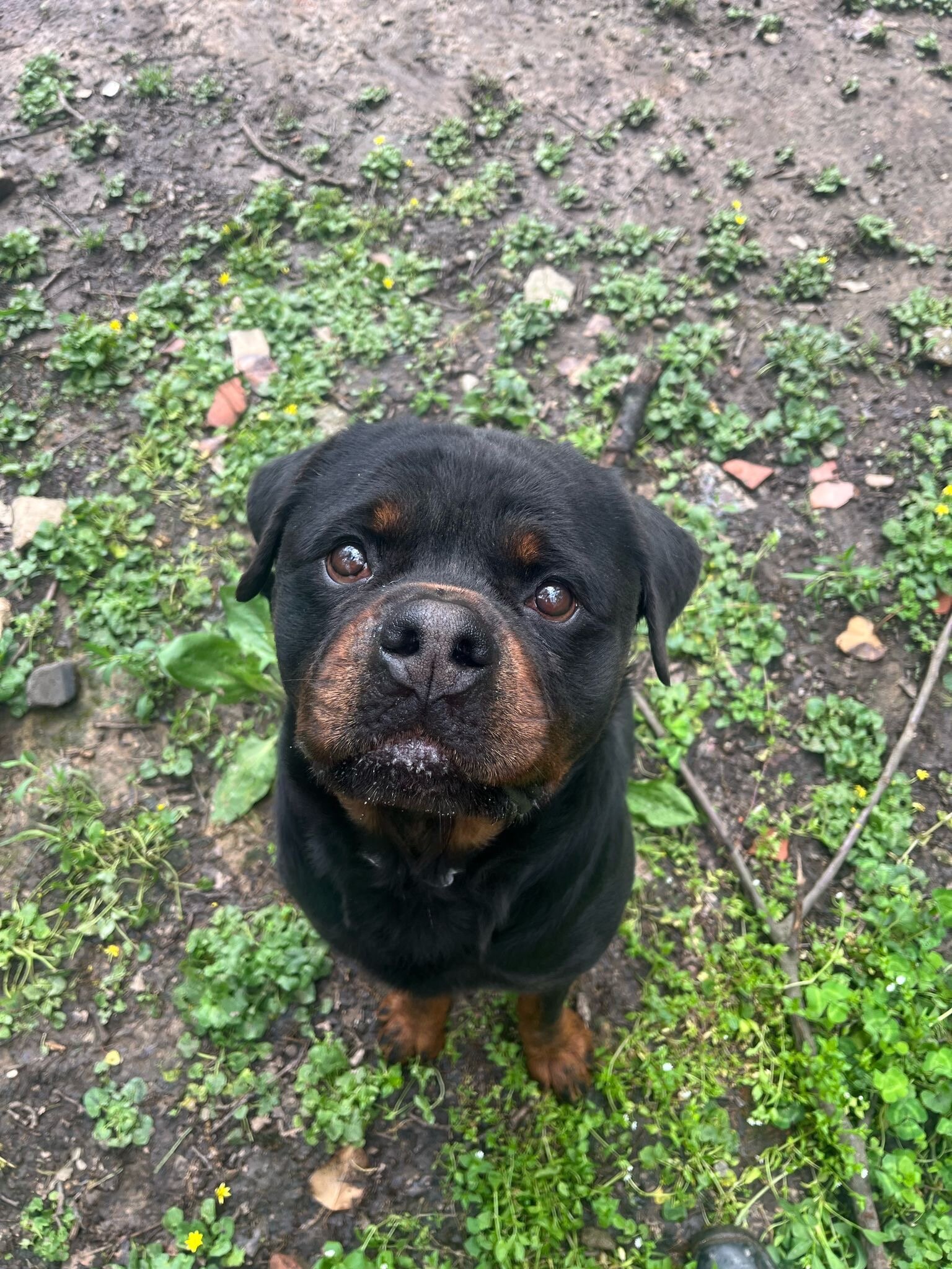 Shiro cerca famiglia