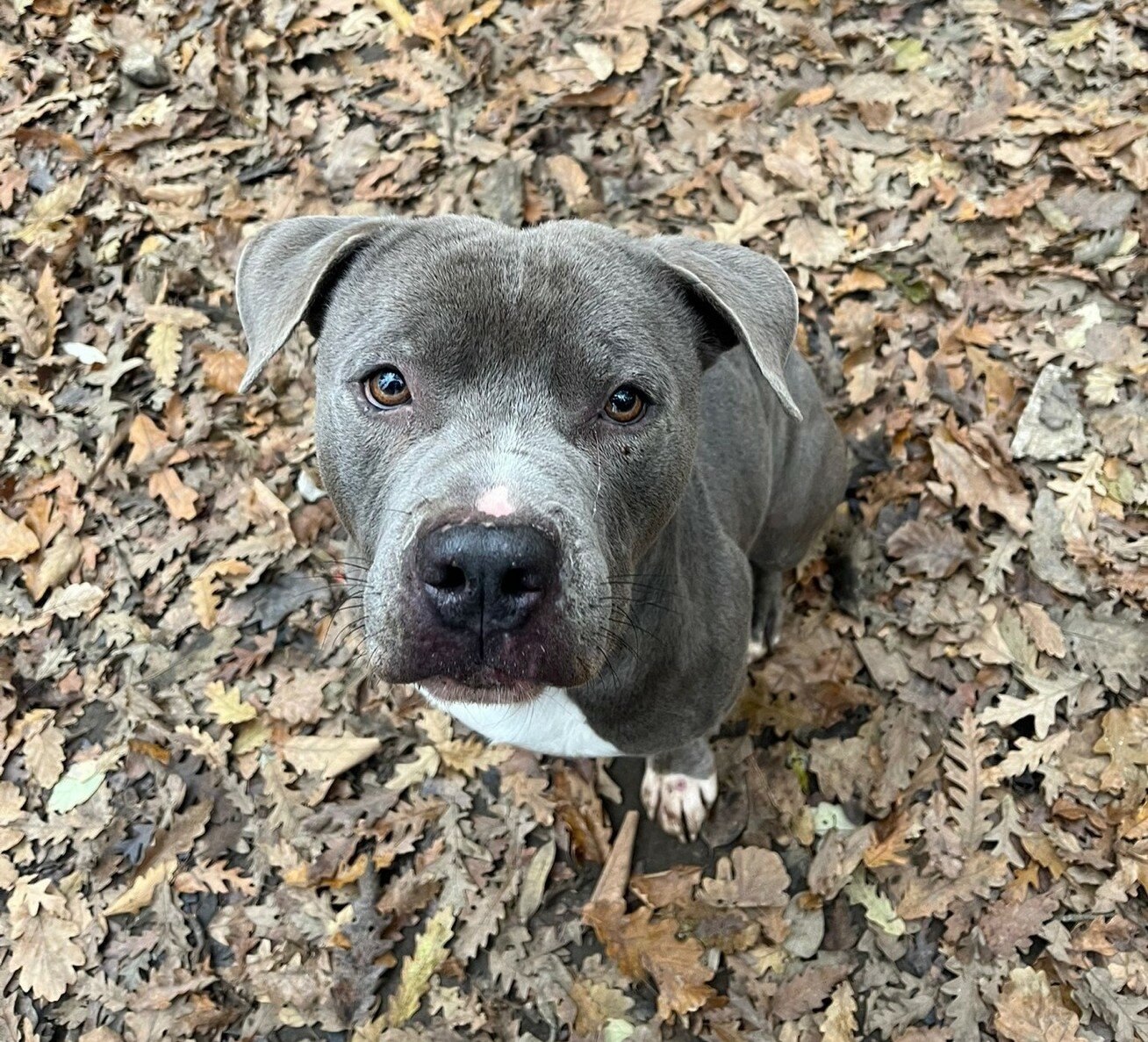 Odino cerca casa e tanta compagnia