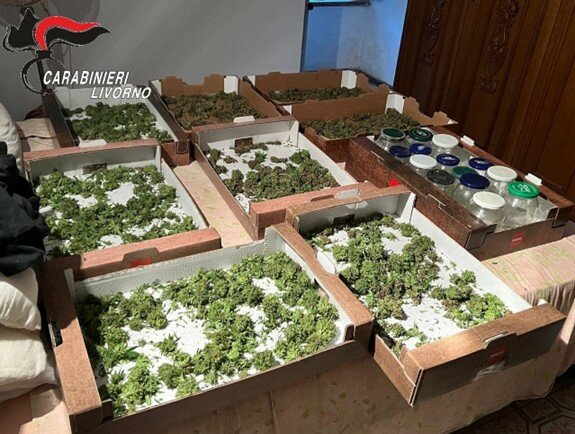 Campiglia M.: scoperta coltivazione di marijuana, arrestato un settantenne
