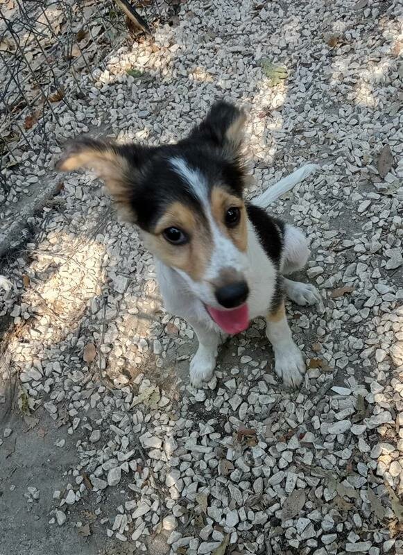 Due cuccioli meticci, Milo e Leo, cercano casa