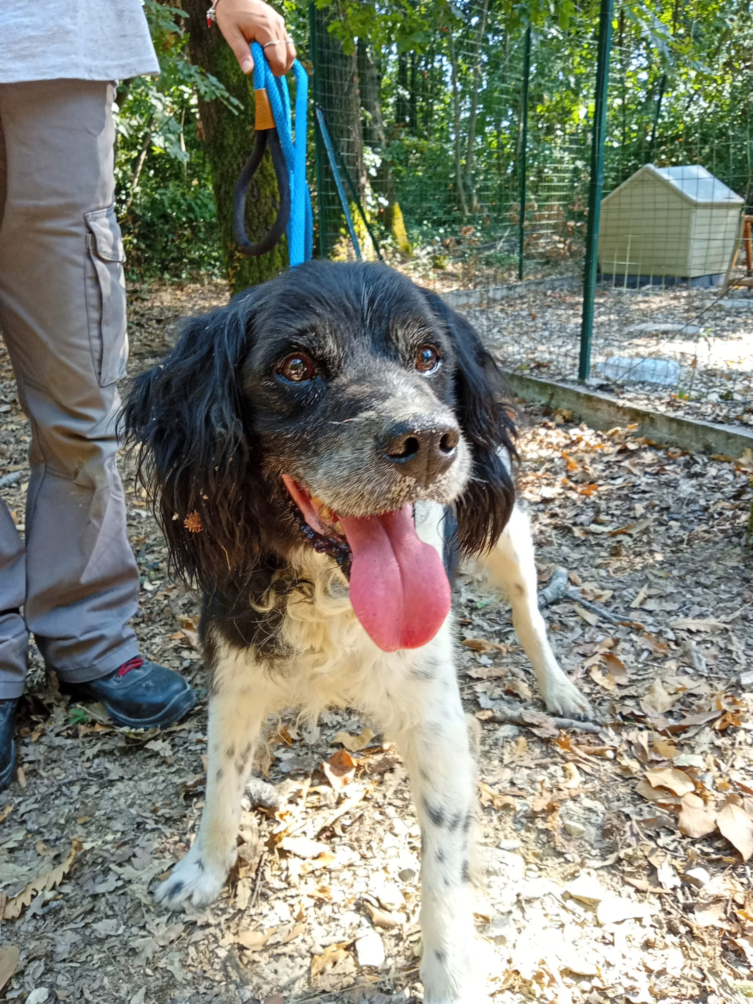 Alla ricerca dei proprietari di due cani ritrovati sul territorio comunale