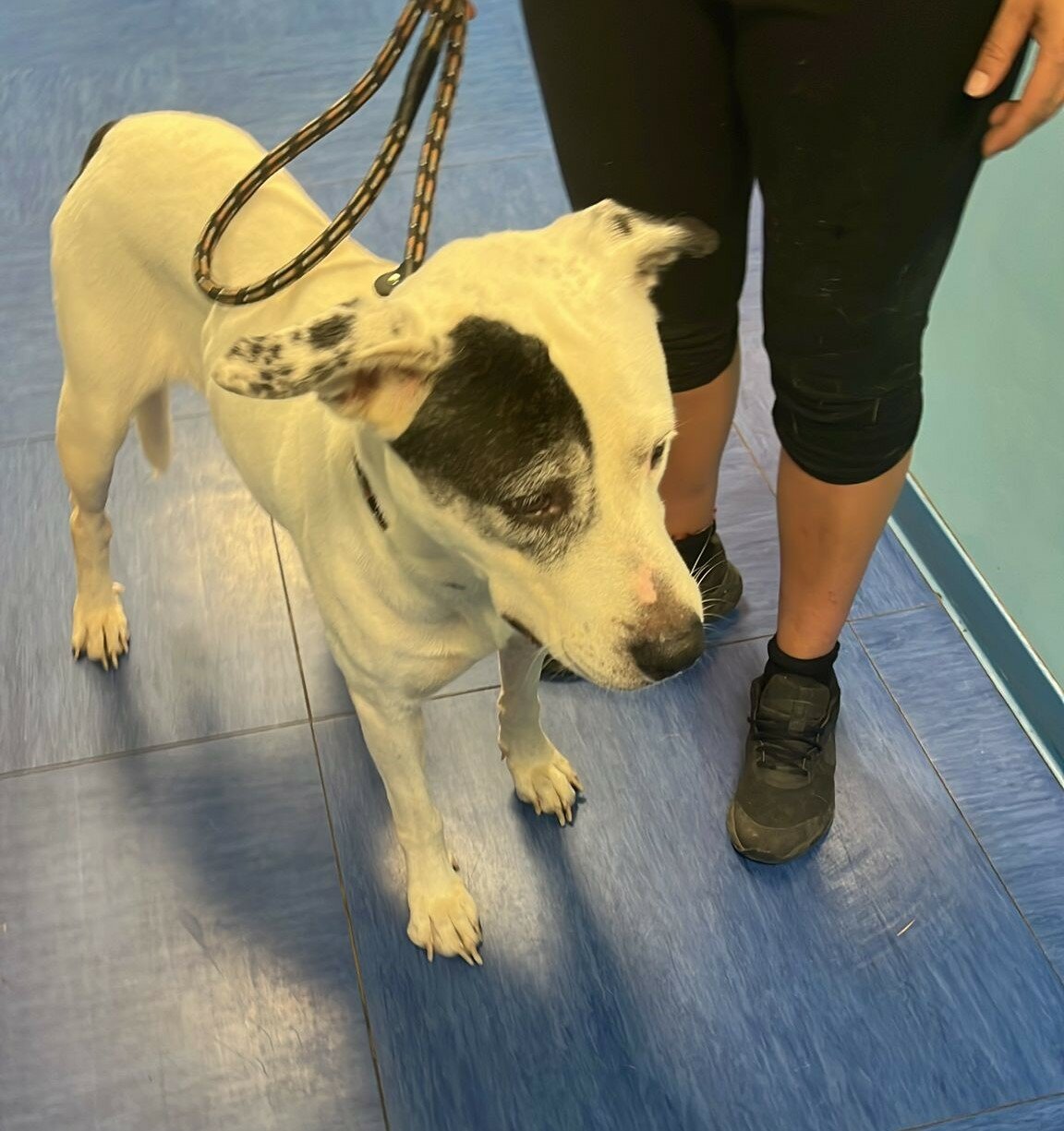 Trovato cane senza microchip a Rosignano